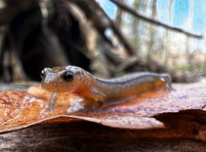 Northern Two-lined Salamander